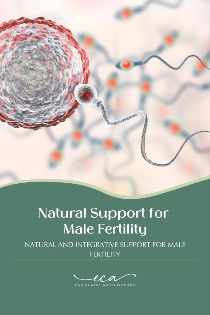 Motile sperm cells travel toward the egg during fertilization.